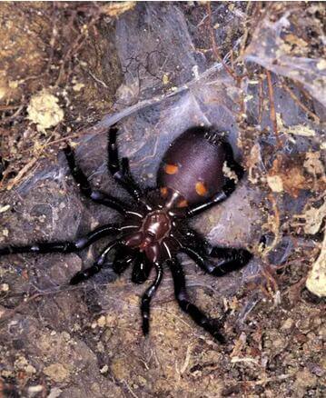 “澳洲蜘蛛”