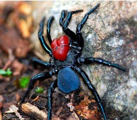 “澳洲蜘蛛”